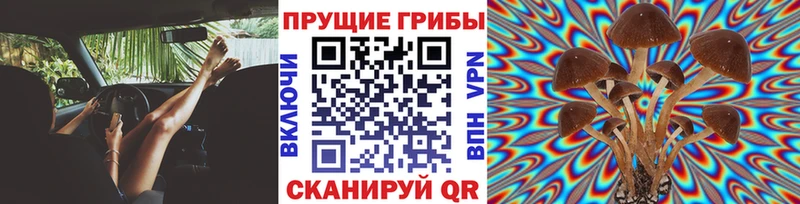 Псилоцибиновые грибы Psilocybine cubensis  наркотики  Маркс 